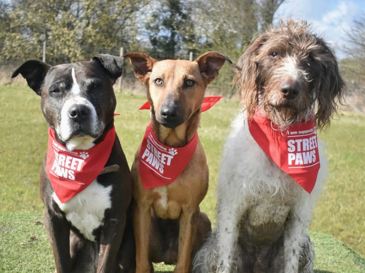 3 dogs looking at the camera