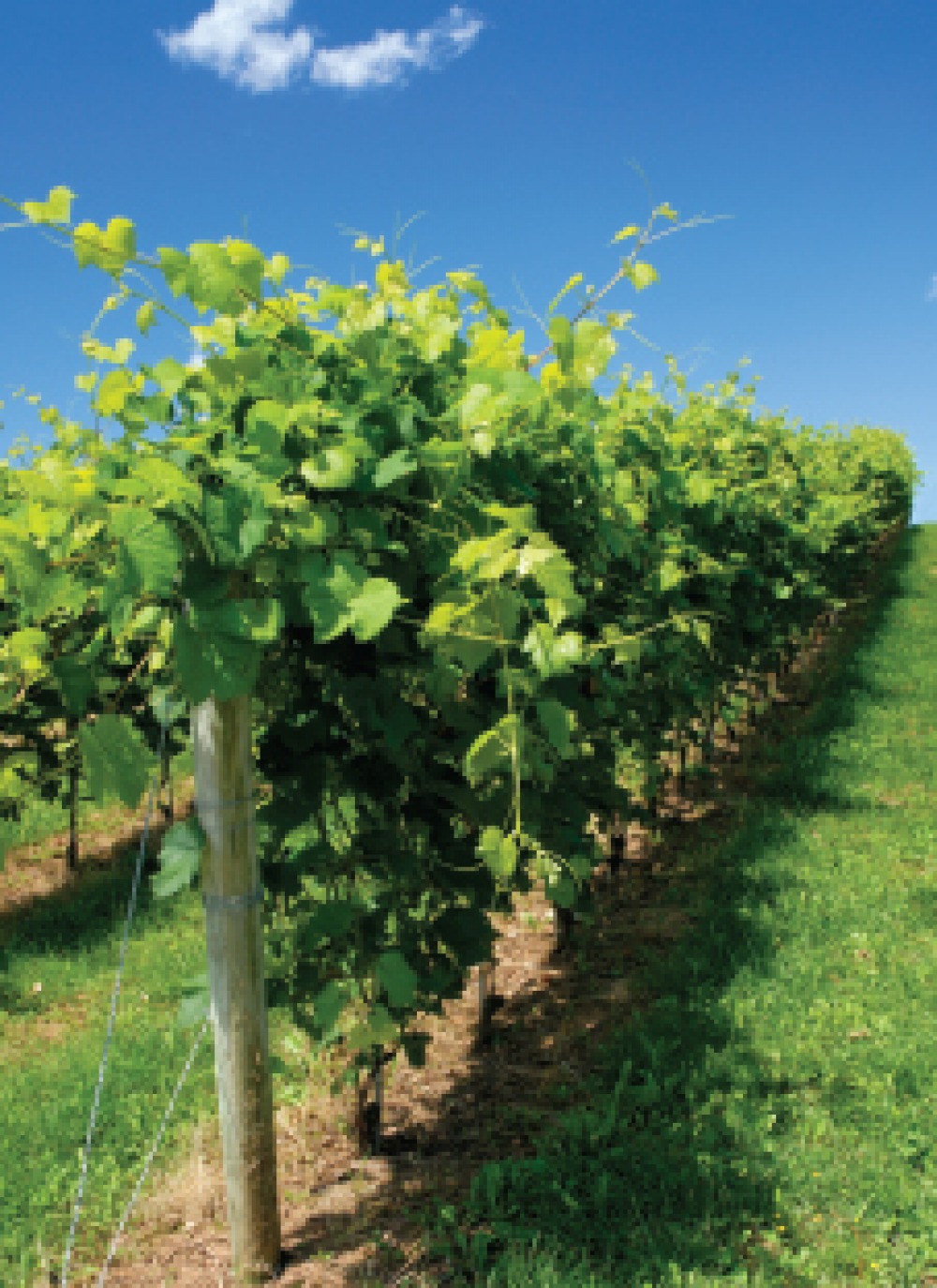 Grape vines