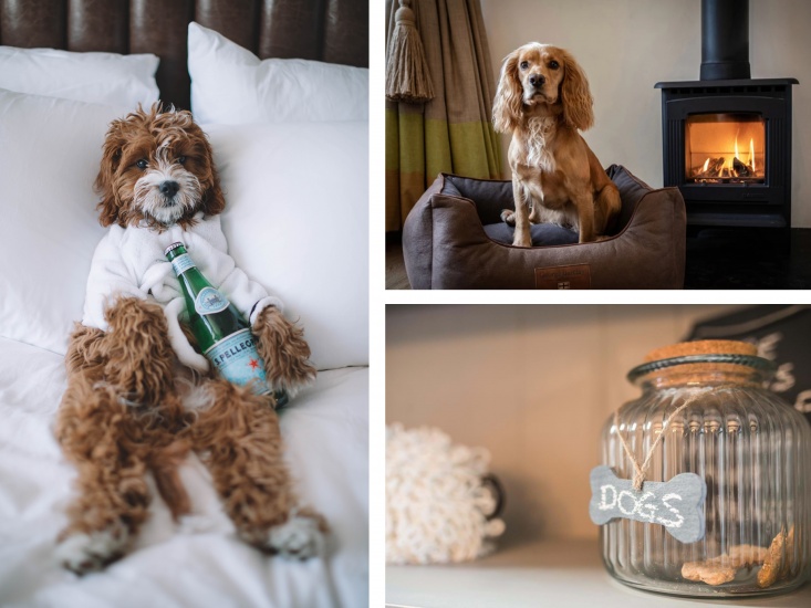 Dog sitting in a bed in front of a fire