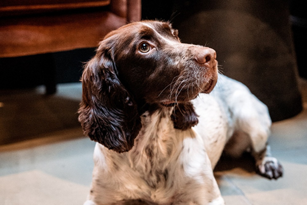 Spaniel lying on floor