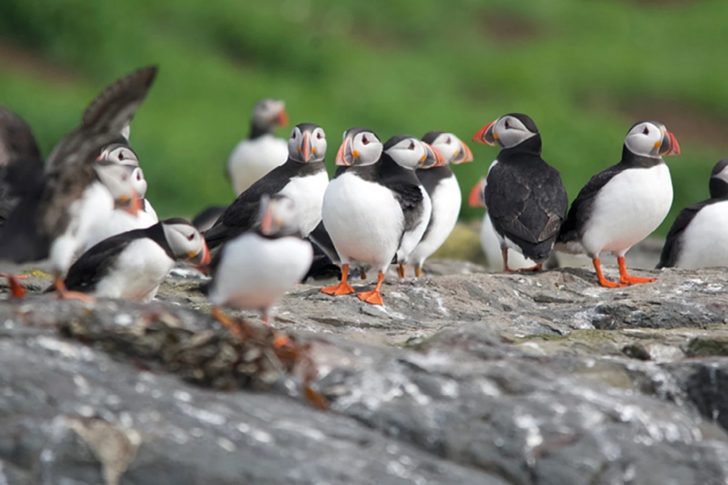 Farne Islands
