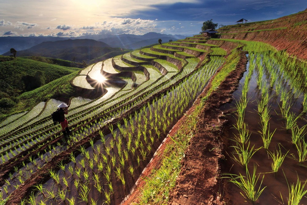Rice fields in Chiang mai