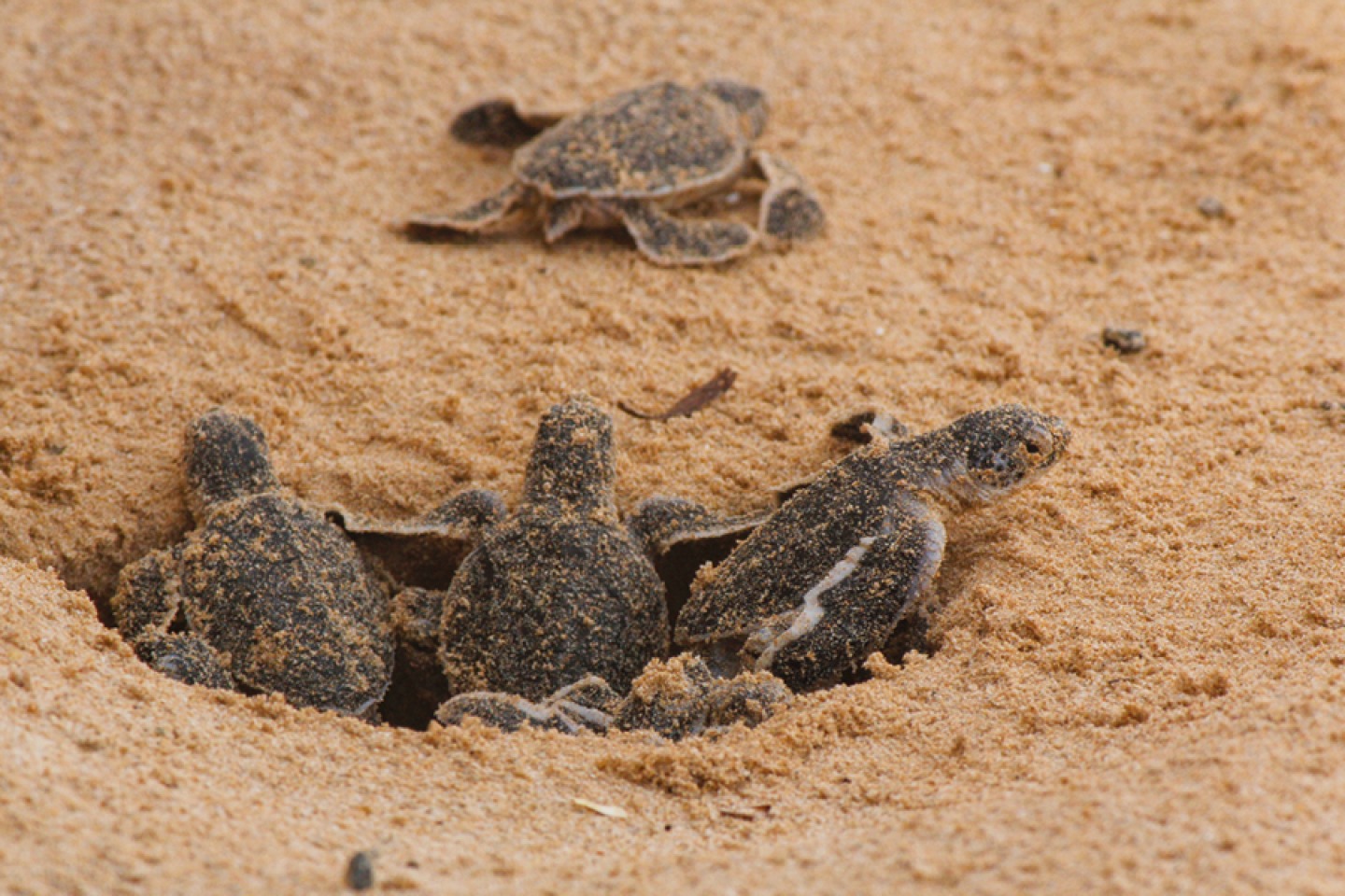 Turtles in the sand