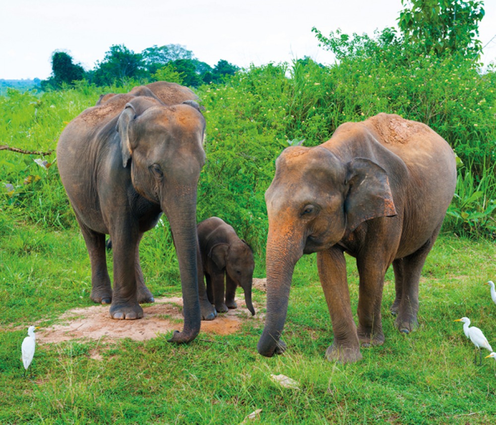 Elephants