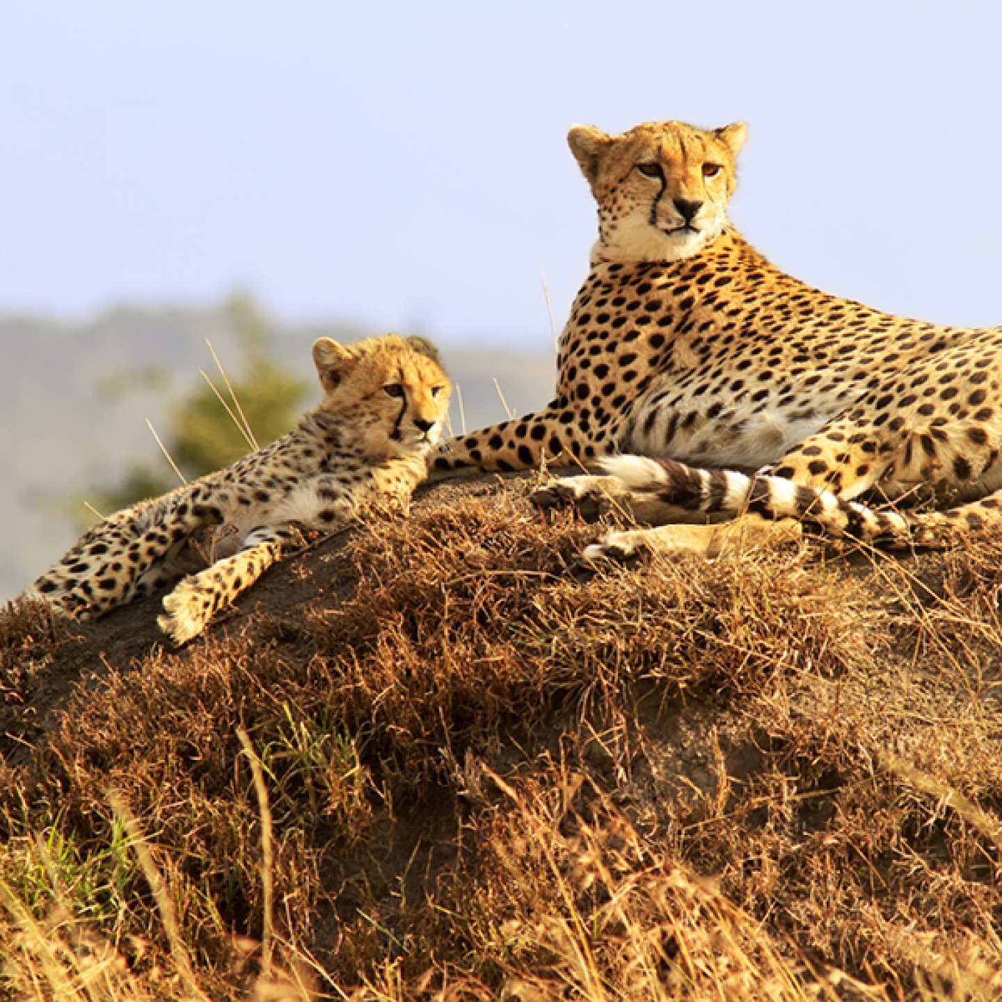 Cheetahs