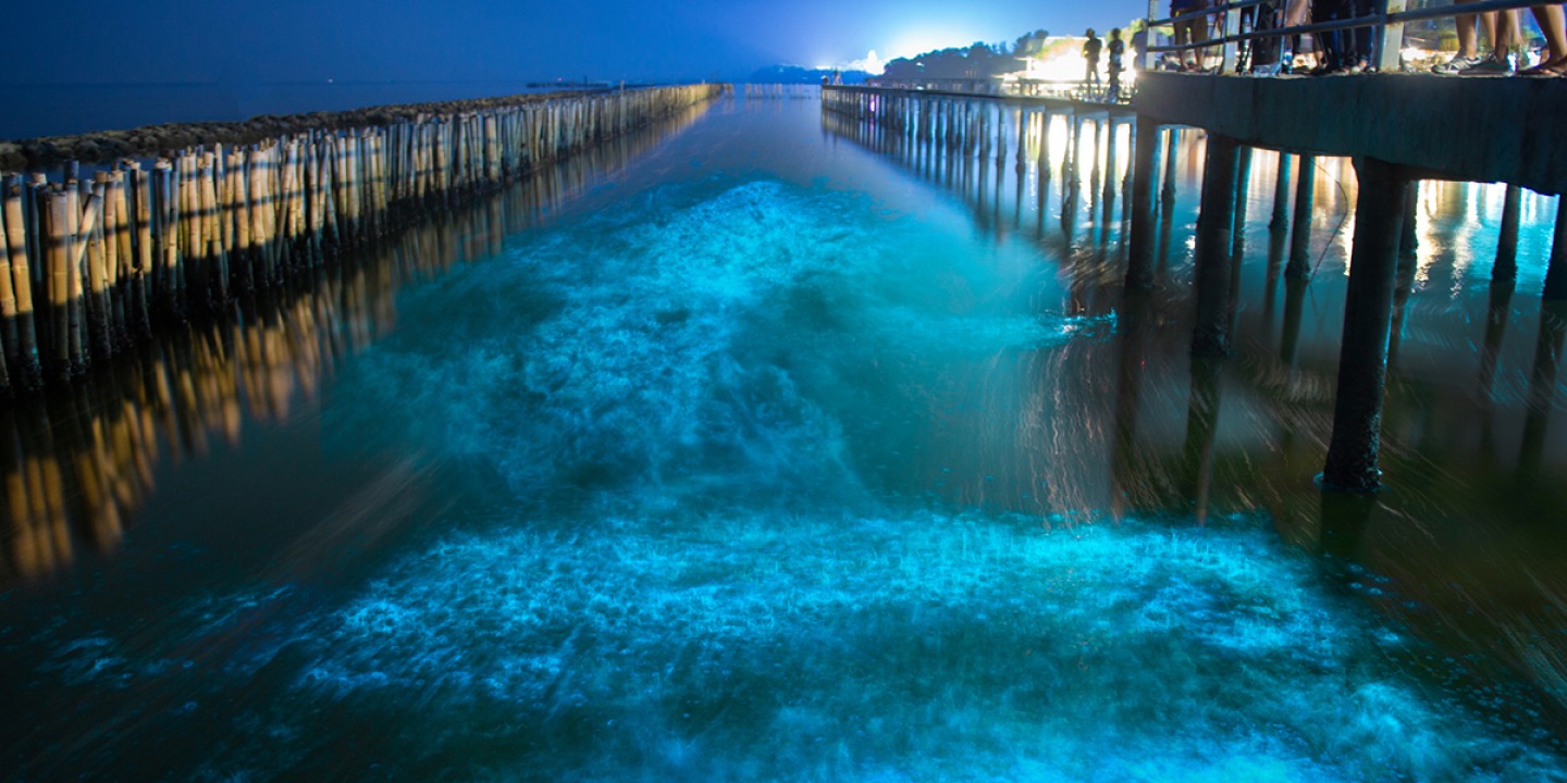 Bioluminescence, Puerto Rico | Dreamtime