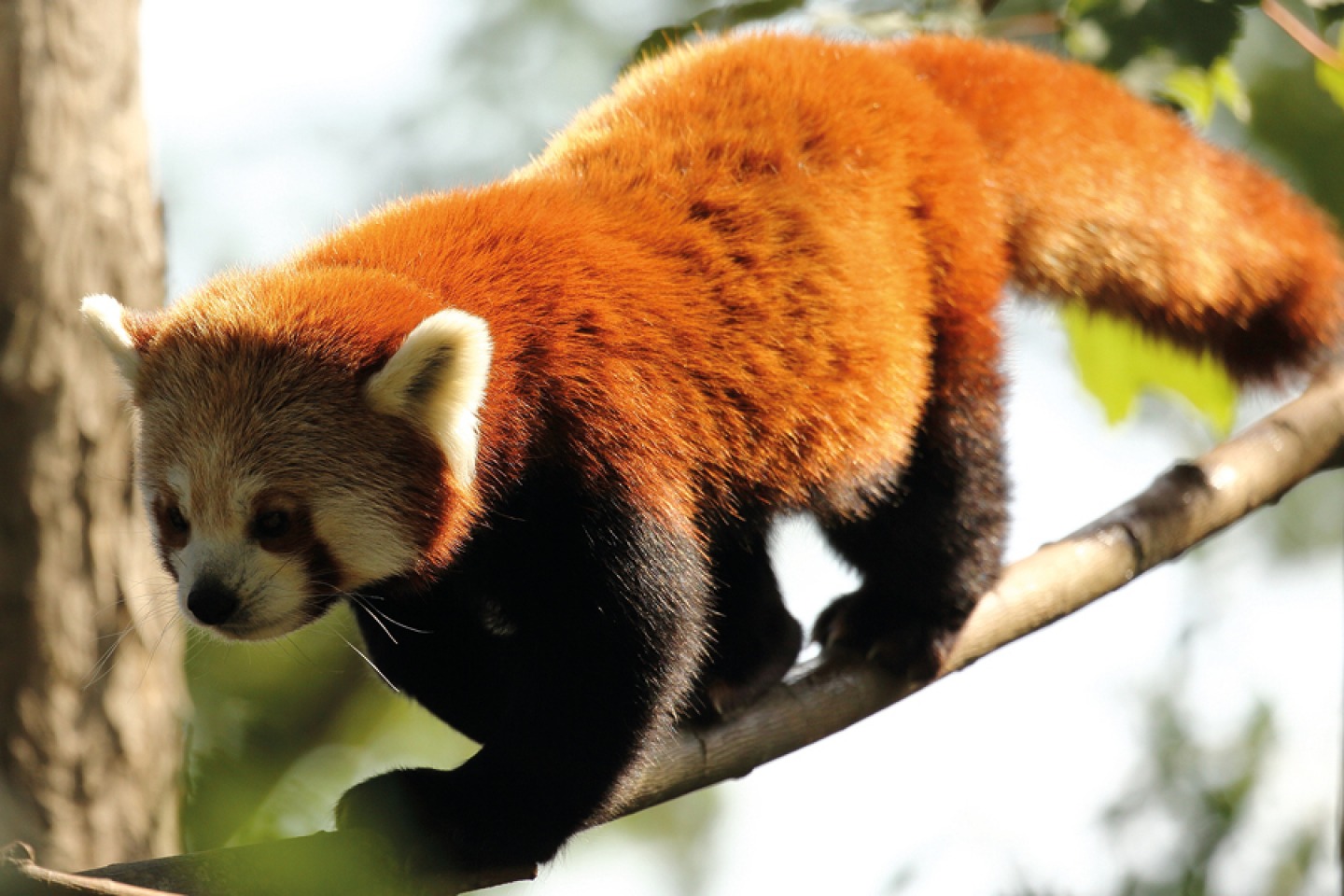 Chester Zoo