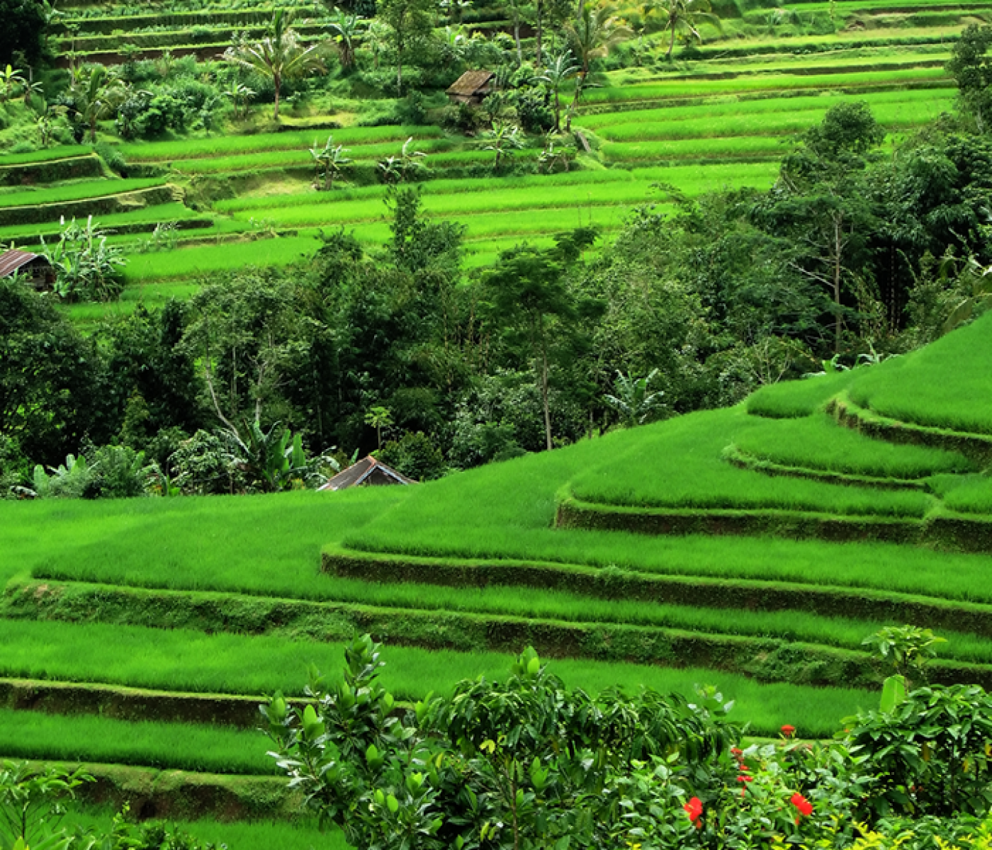 Rice Terraces, Bali