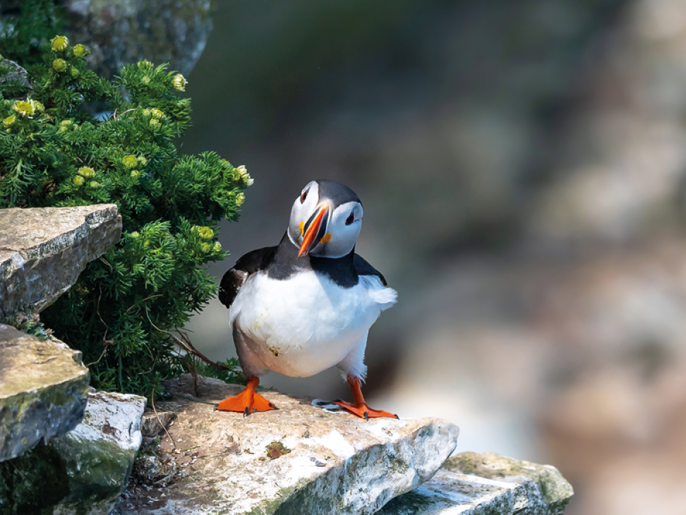puffin sat on a cliff