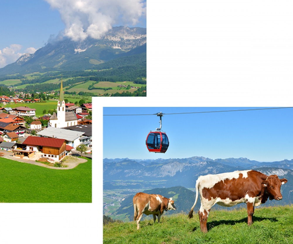 Ellmau, Austria, Cows on a mountain with cable car passing