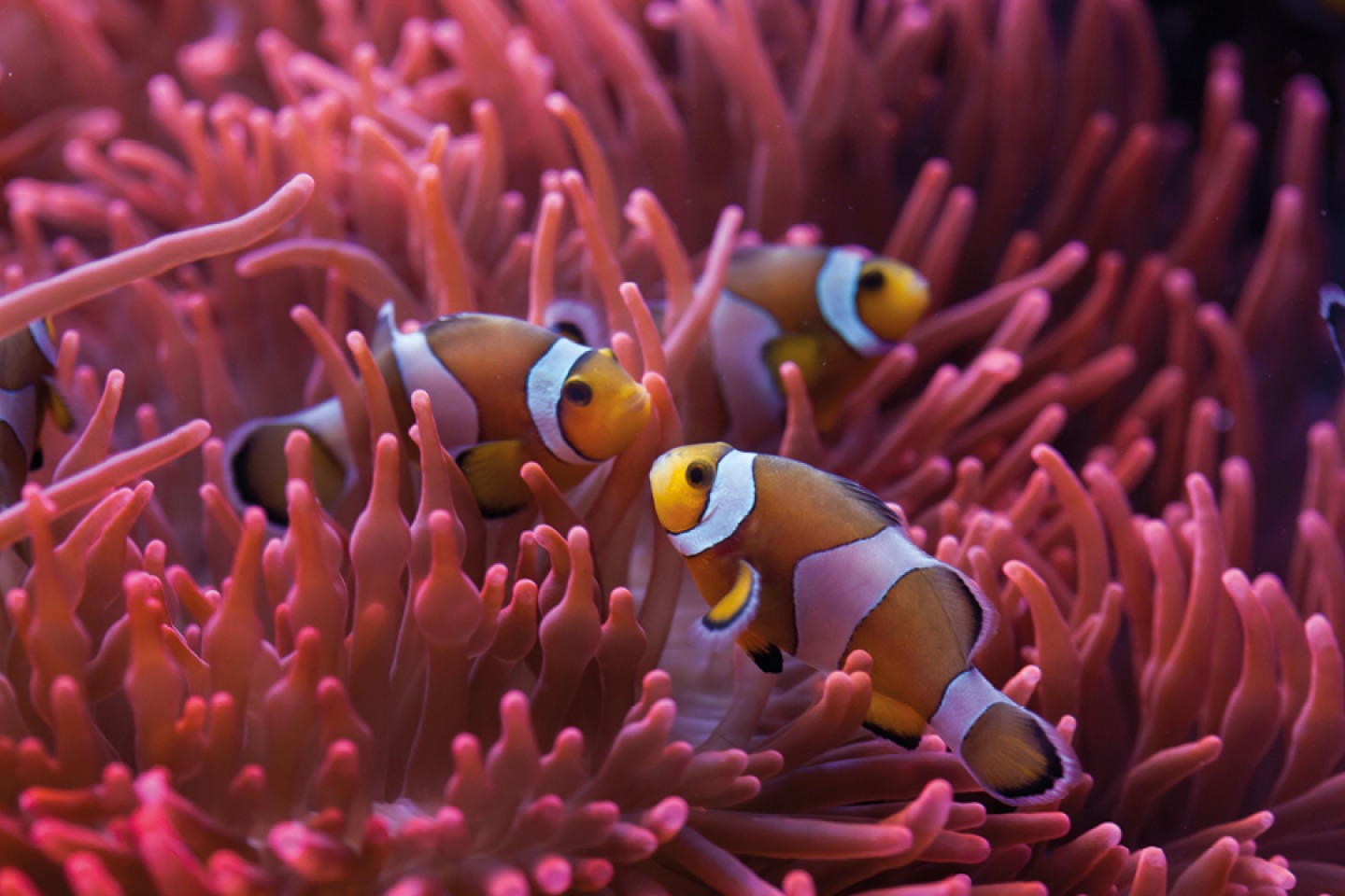 Ocellaris clownfish The Great Barrier Reef