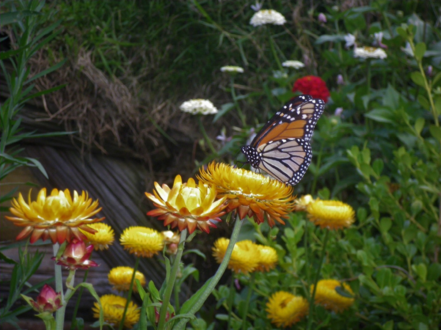 butterfly