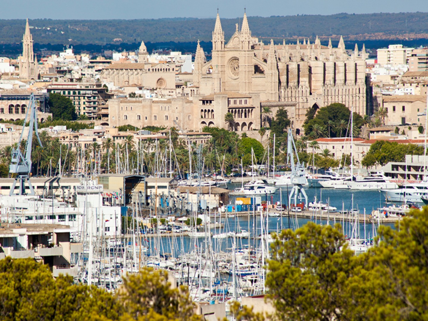 Palma