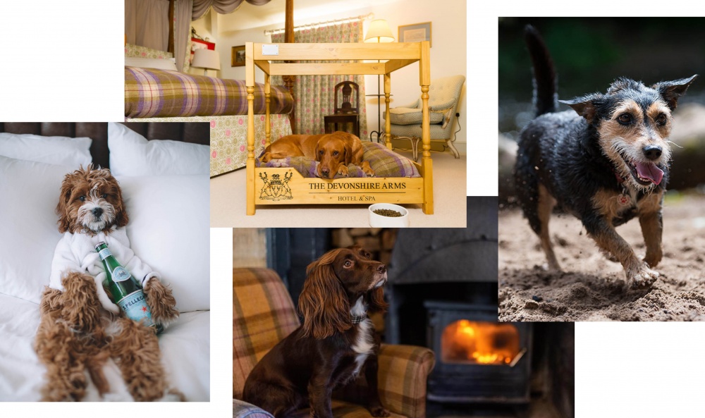 Unsplash - Dogs