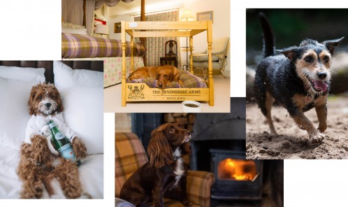 Dreamy Dog-Friendly Hotels
