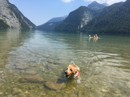 Plan the Perfect Pooch-Friendly Holiday