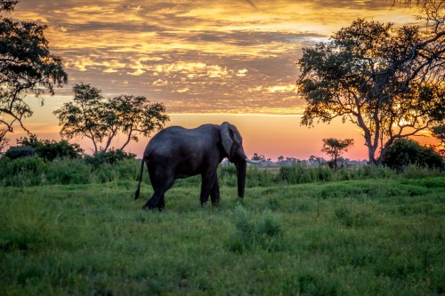 5 Tips for Planning the Safari of Your Dreams