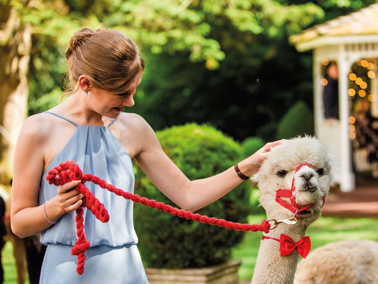 bridesmaid petting a Alpaca