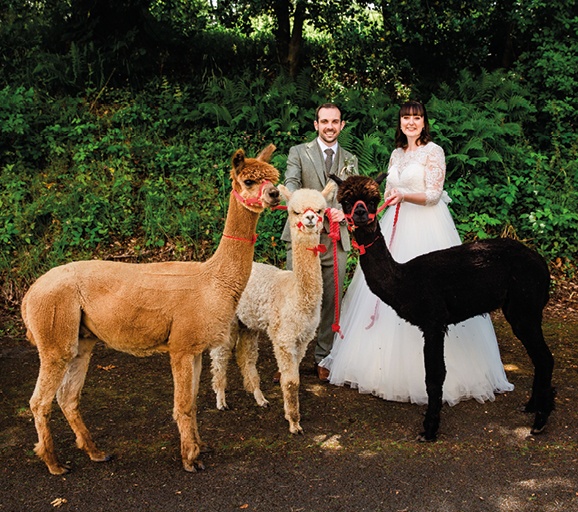 bride and groom holding reigns of Alpaca