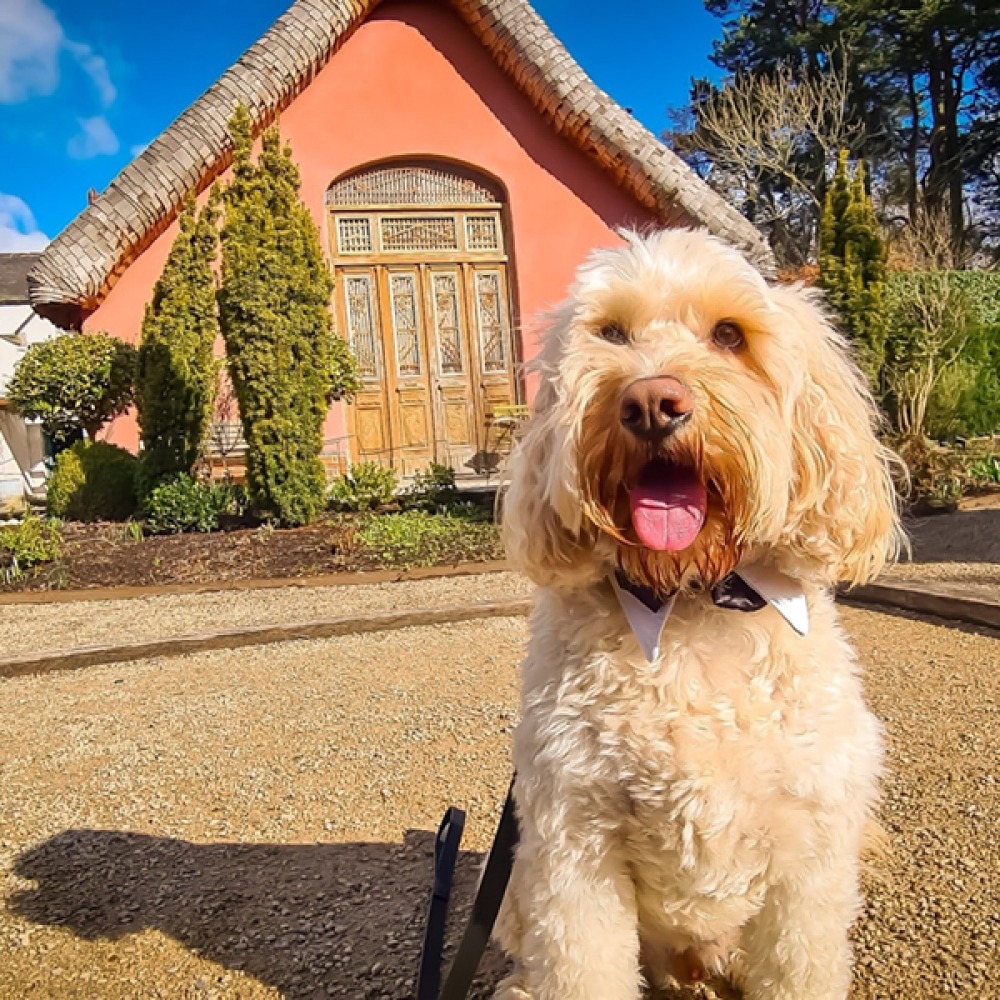 dog, le petit chateu