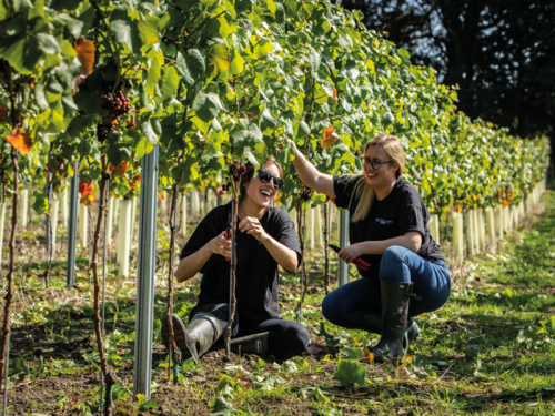Meet the Best Friends Who Started a Vineyard in the Heart of Yorkshire