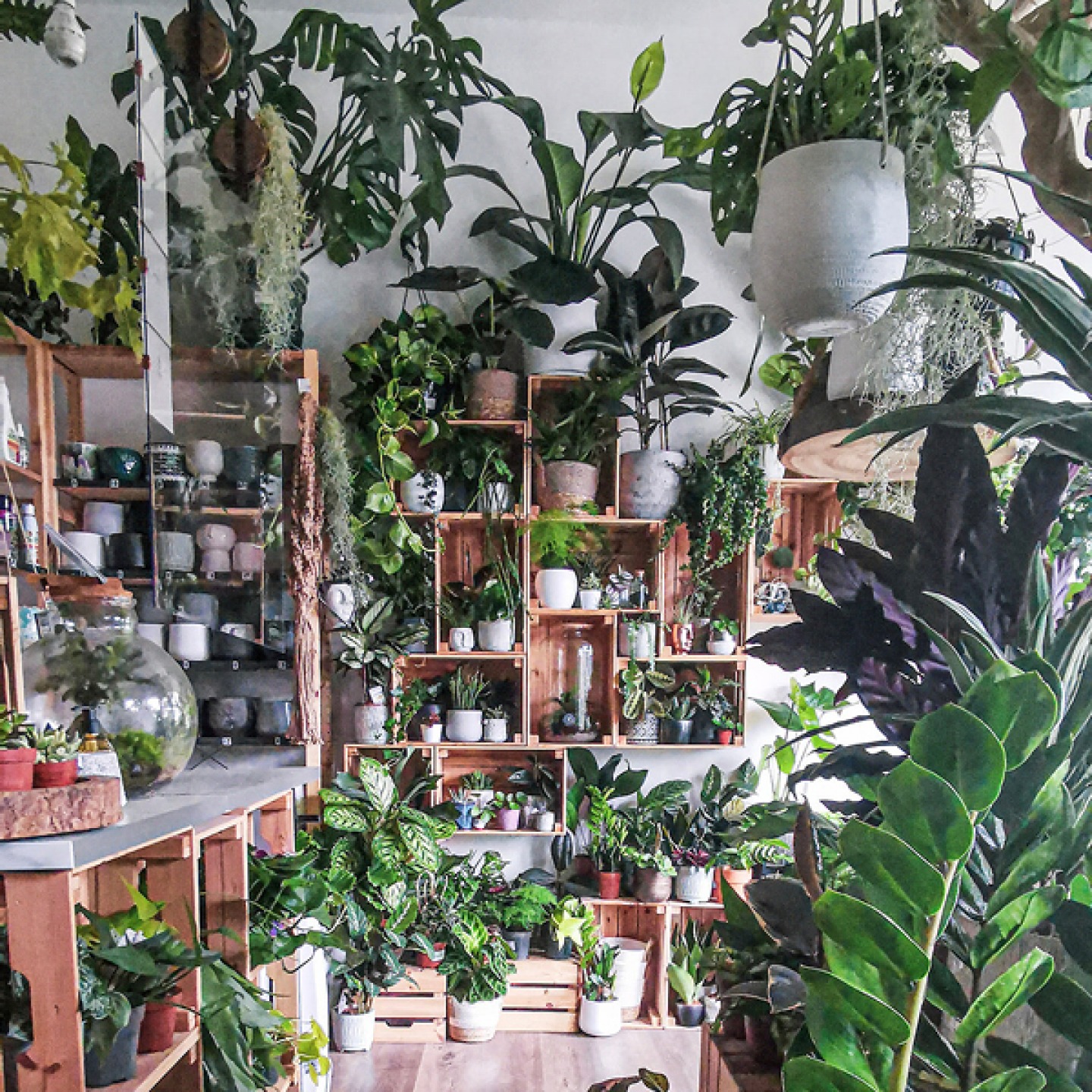 The Plant Point interior of shop