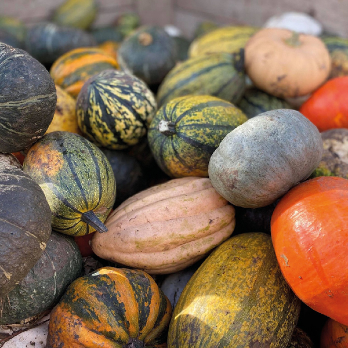 selection of different coloured pumpkins