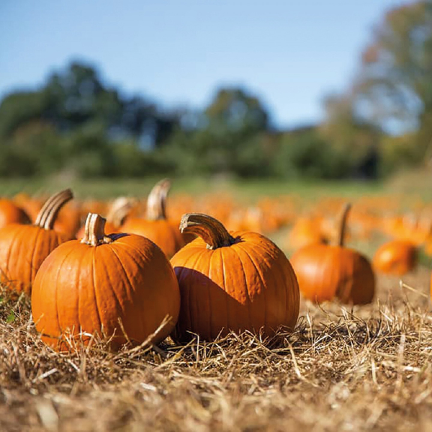picked pumpkins