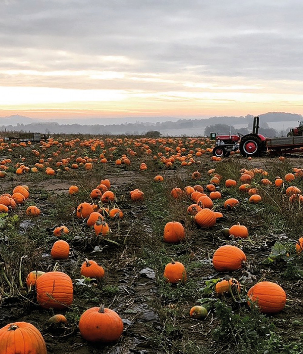 Field full of pumpkins being harvested