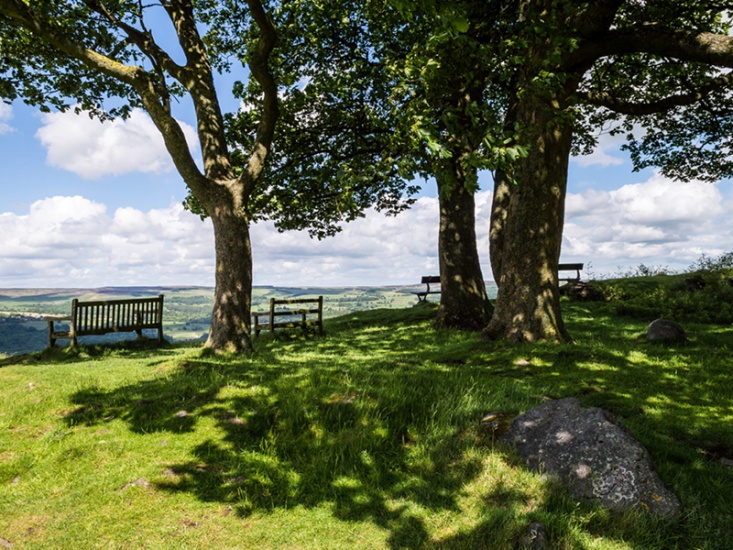 trees on the top of a valley