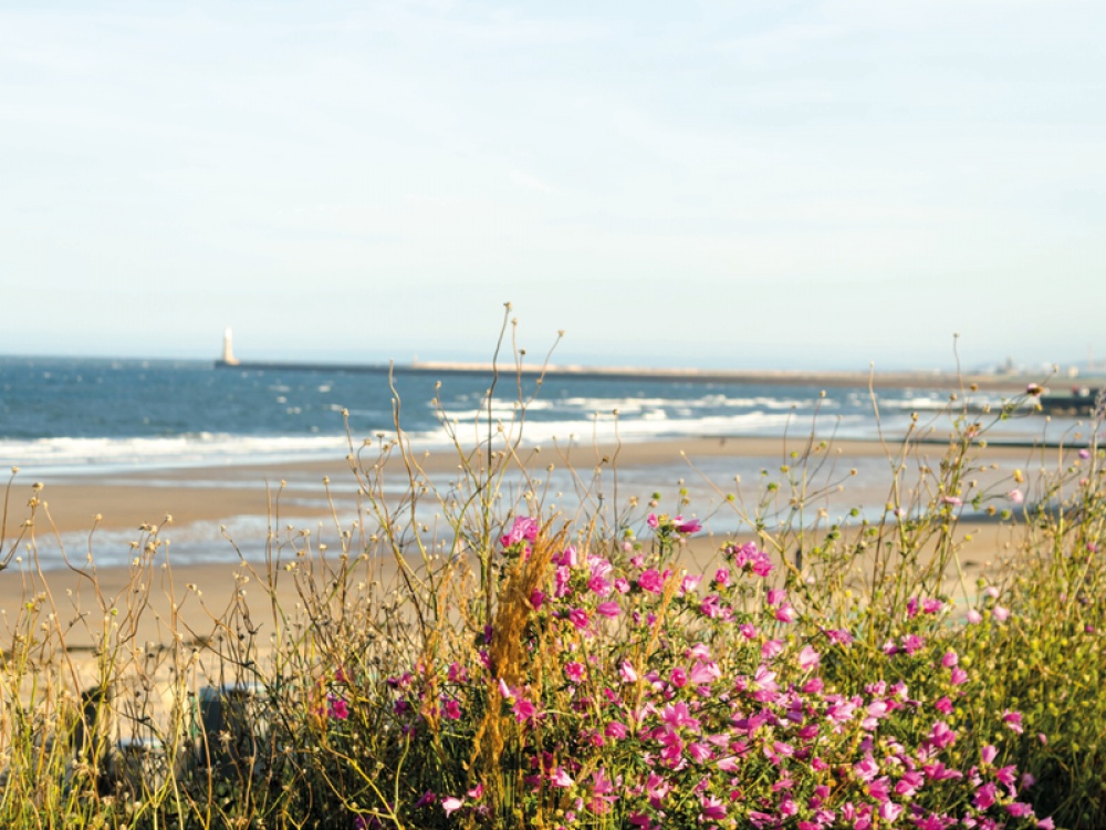 beach with pink flowers