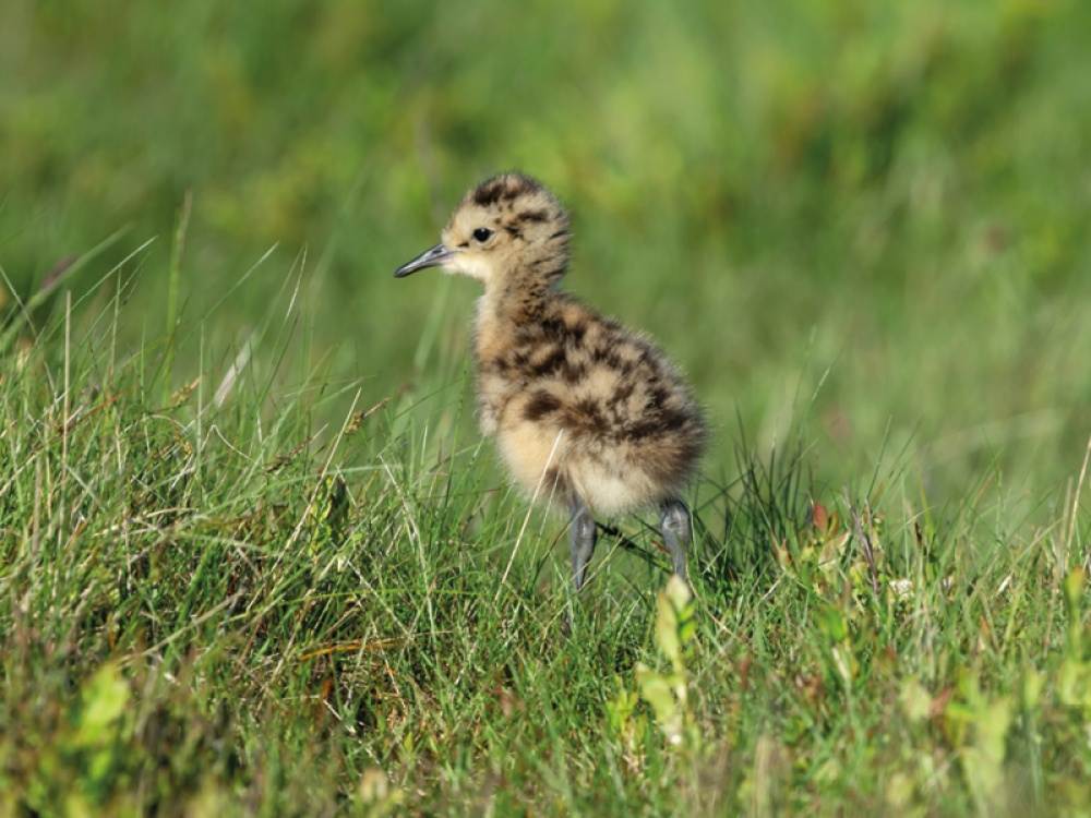 curlews