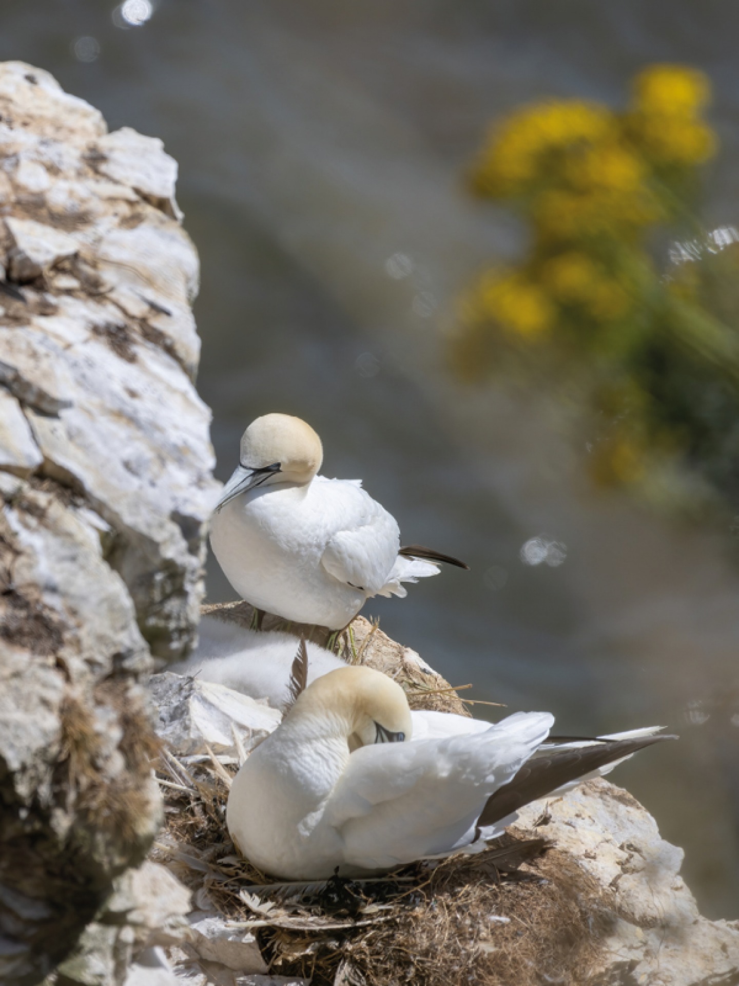 Bempton Cliffs