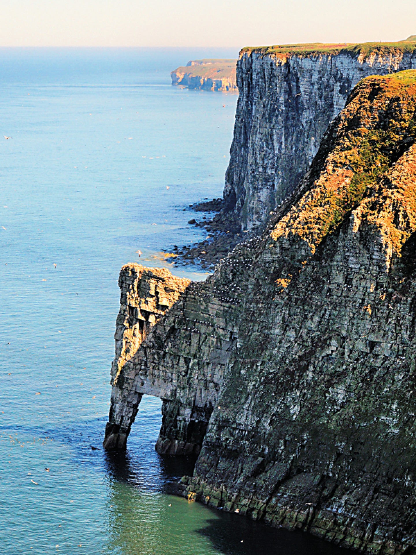 Bempton Cliffs