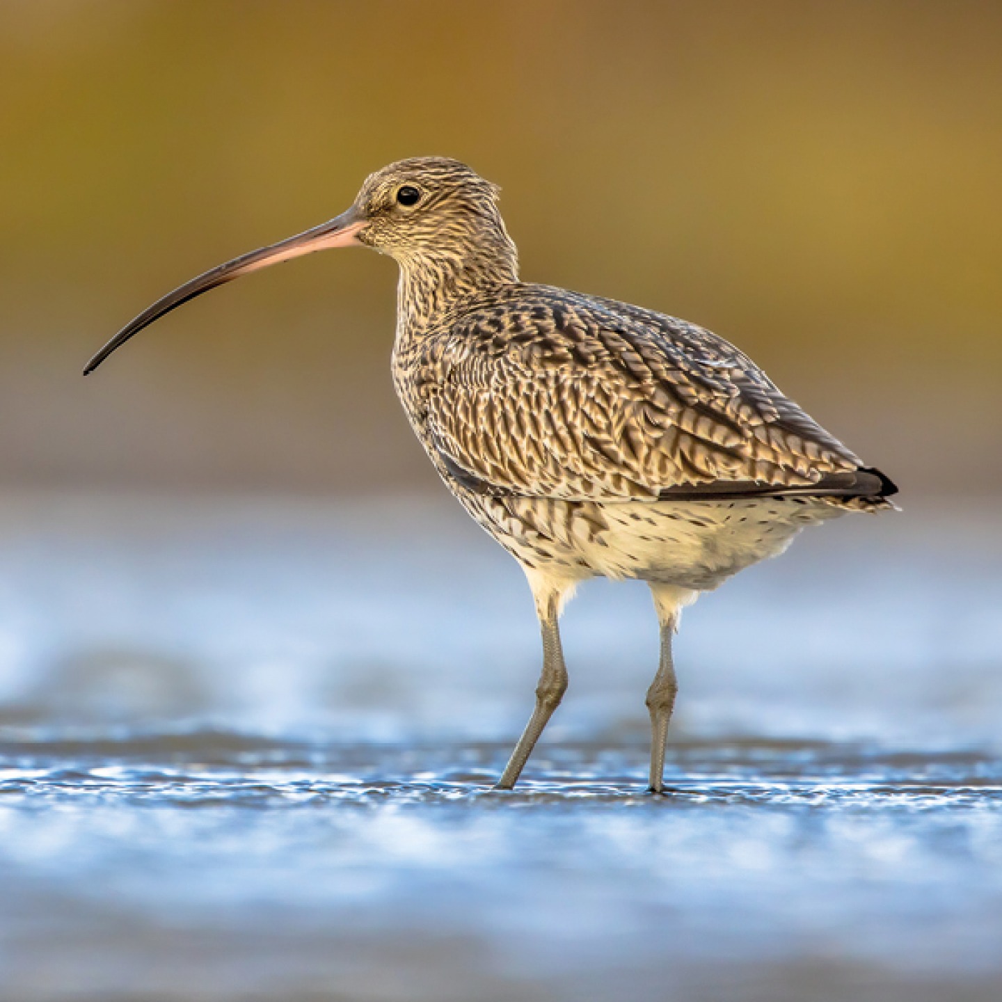 curlew