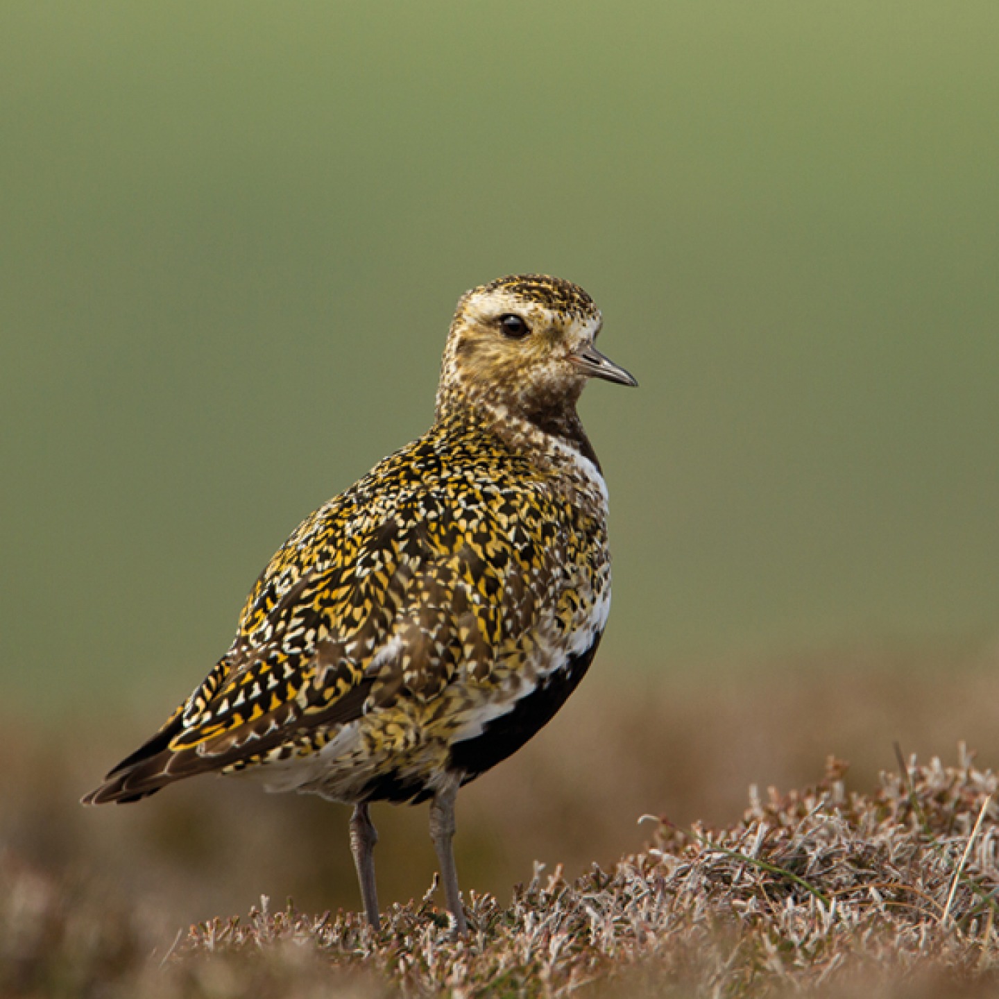 golden plover