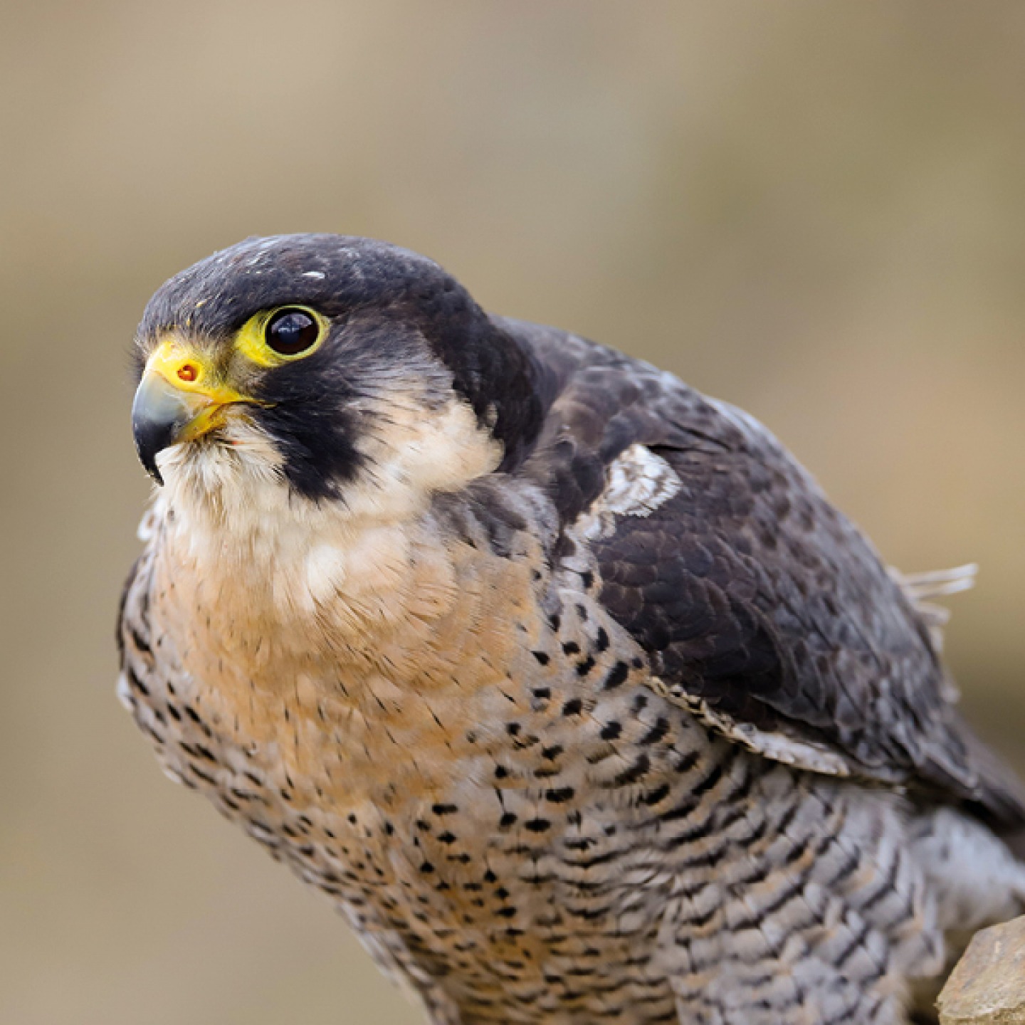 Peregine Falcon