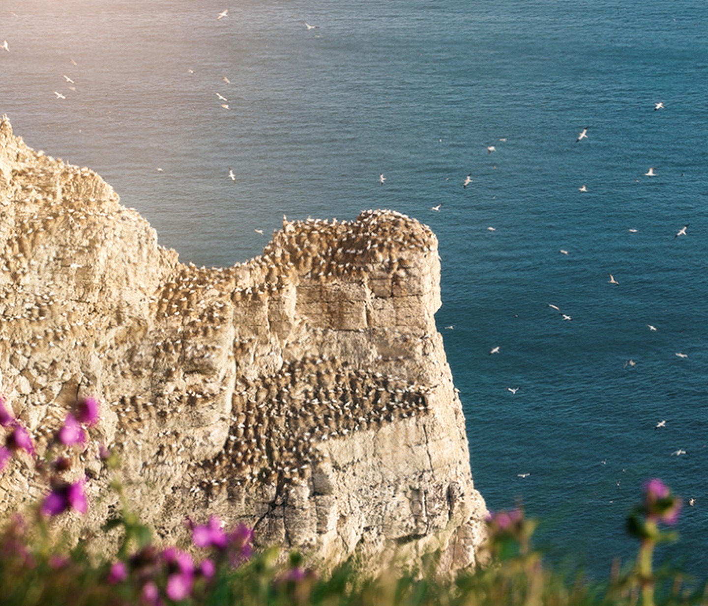 Bempton Cliffs