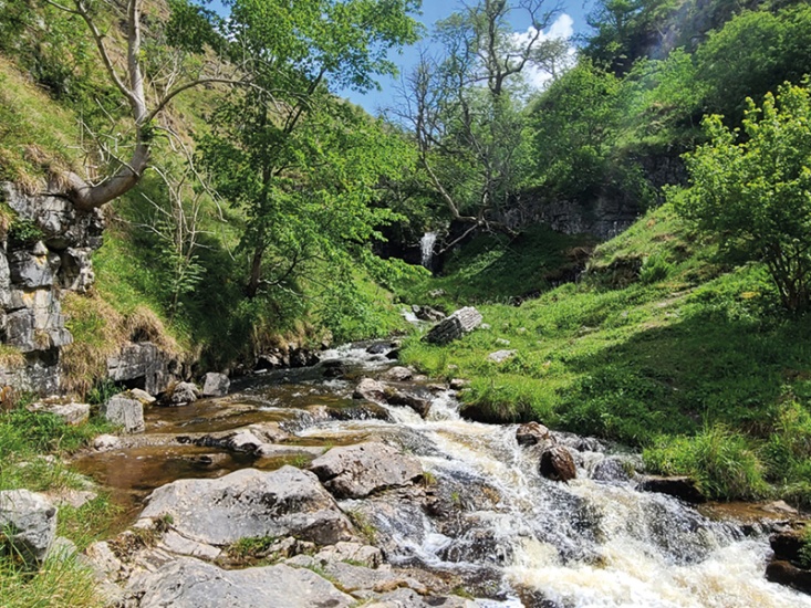 How Rainforests are Making a Comeback in Yorkshire