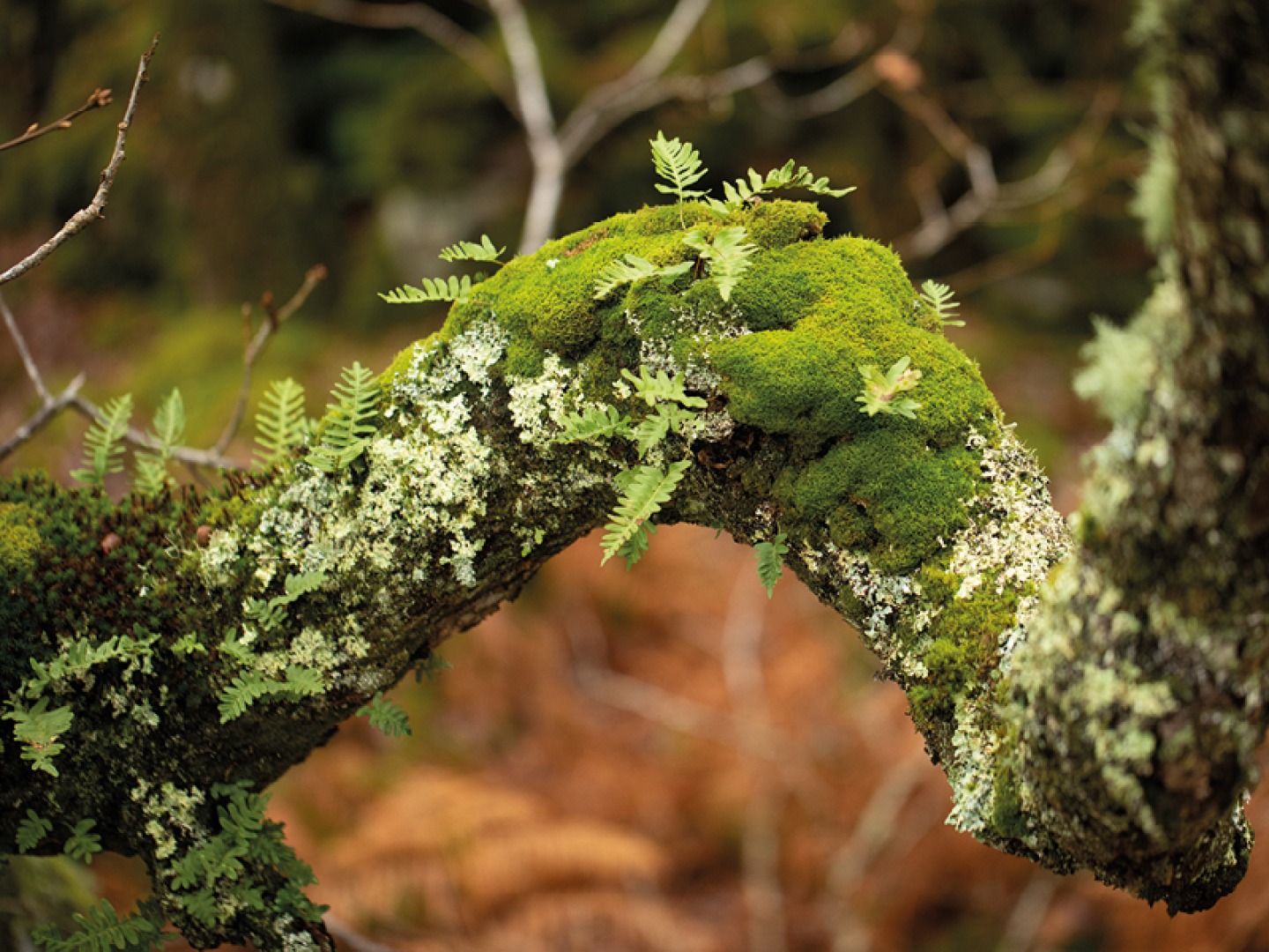 Oak branch and Polypody ferns
