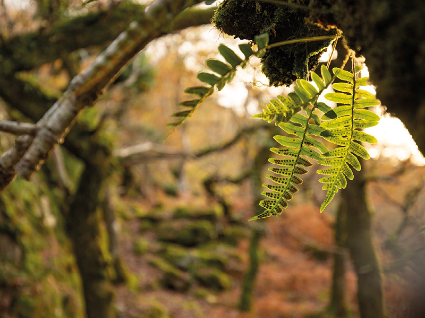 Polypody fern © Ben Porter