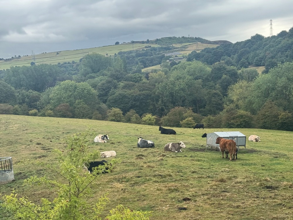 cows in afield with rolling hills and trees in the background