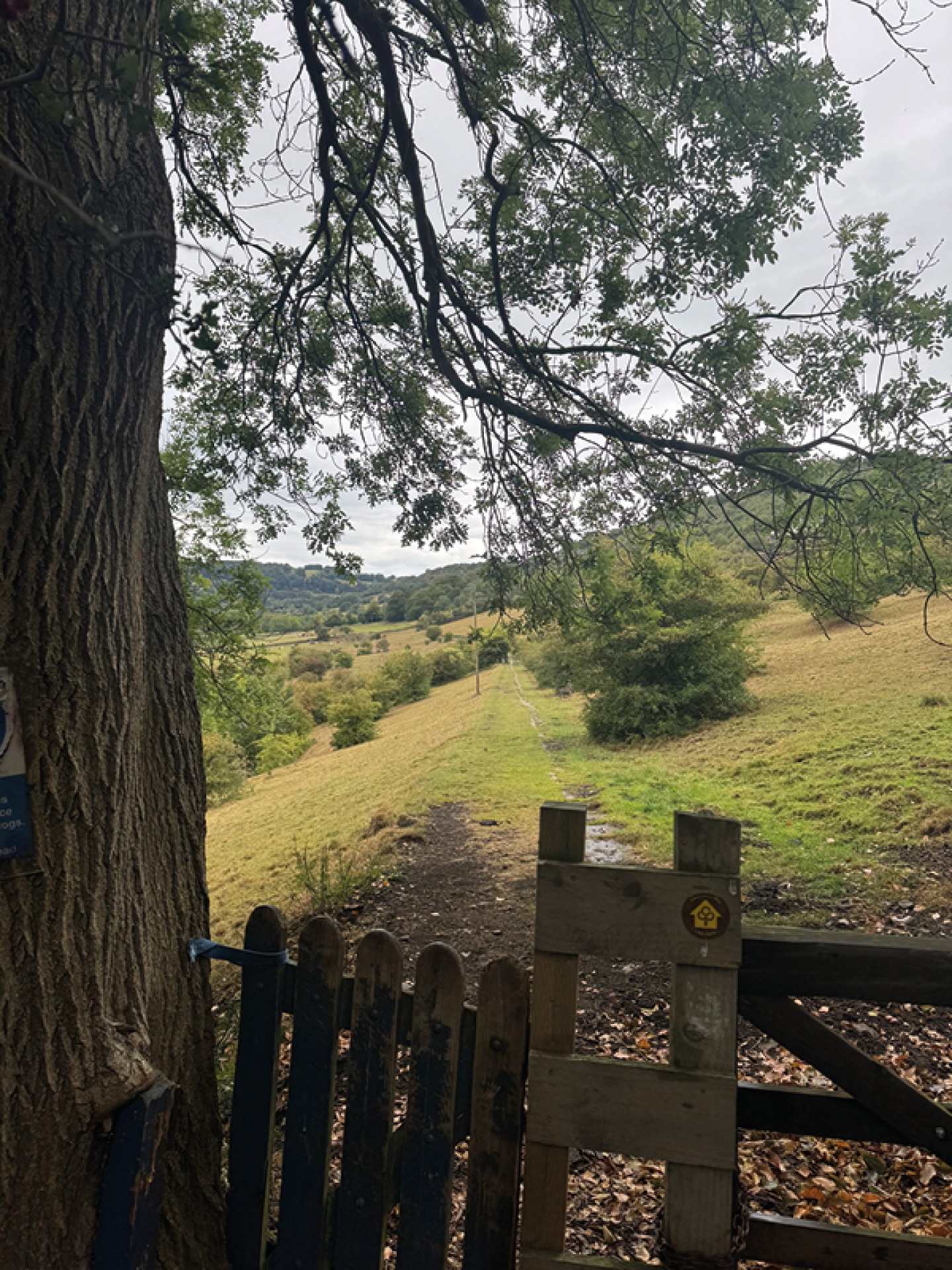 Path through a filed with a gate attached to a tree