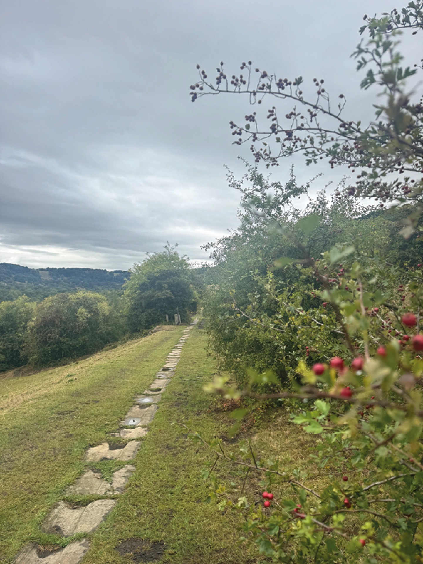rough stone path with trees and hedgerows