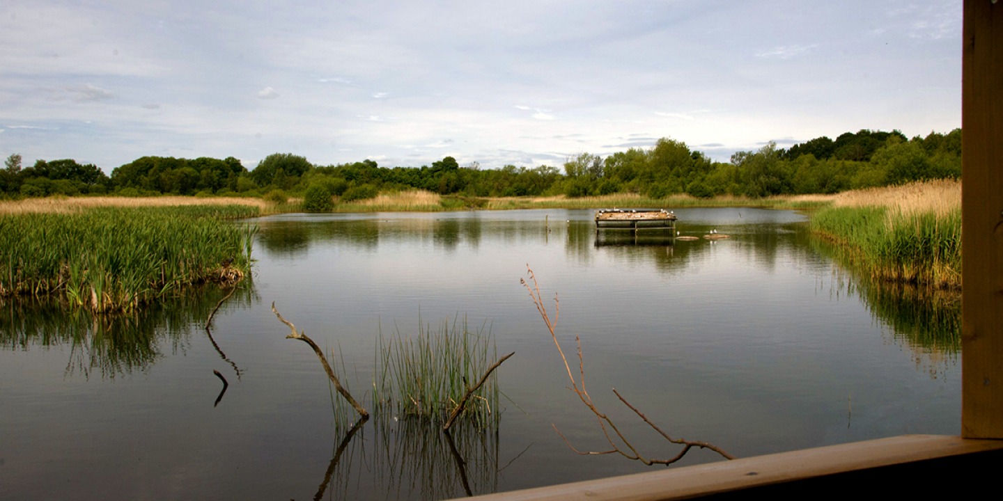 Gosforth Park Nature Reserve pond