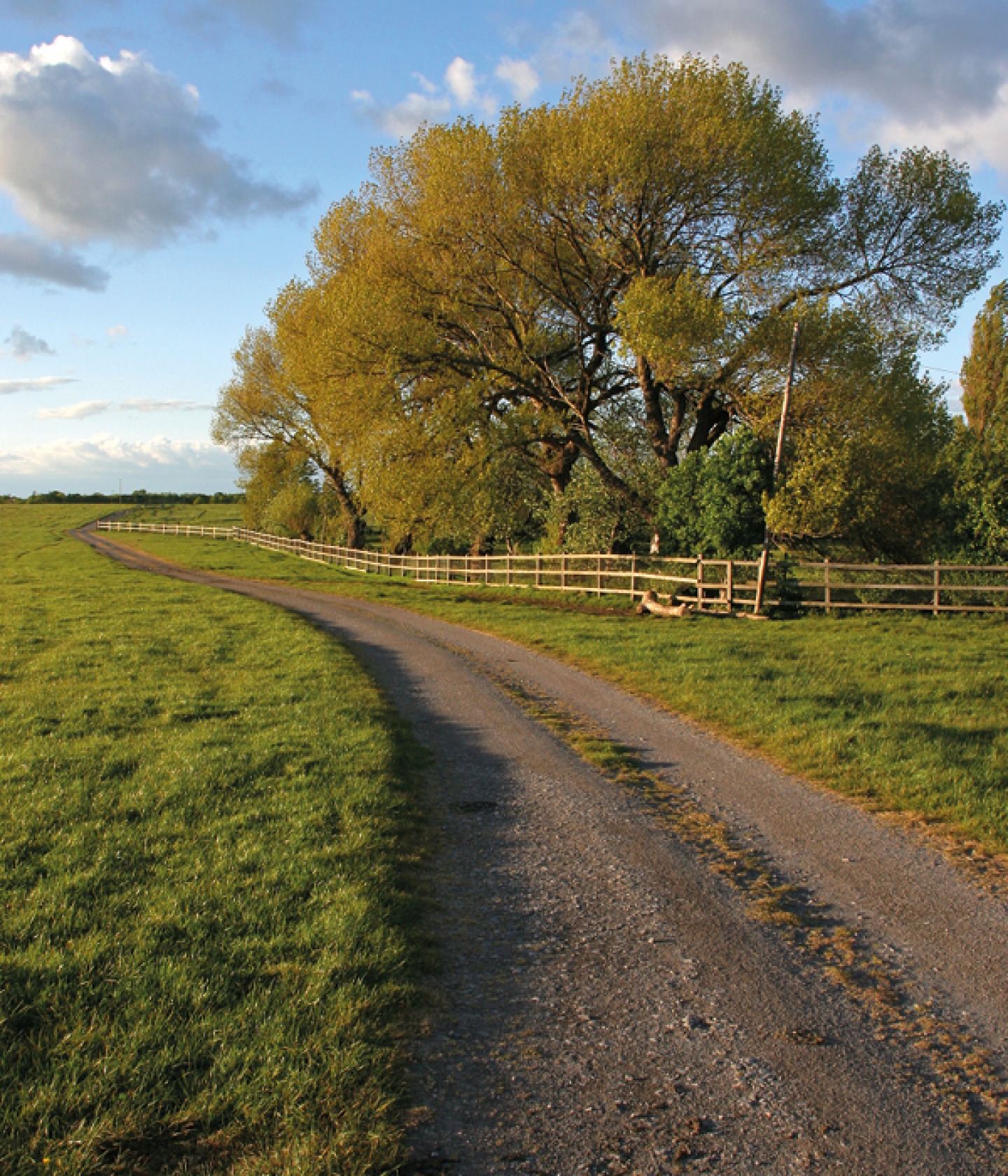 Town Moor field with trees