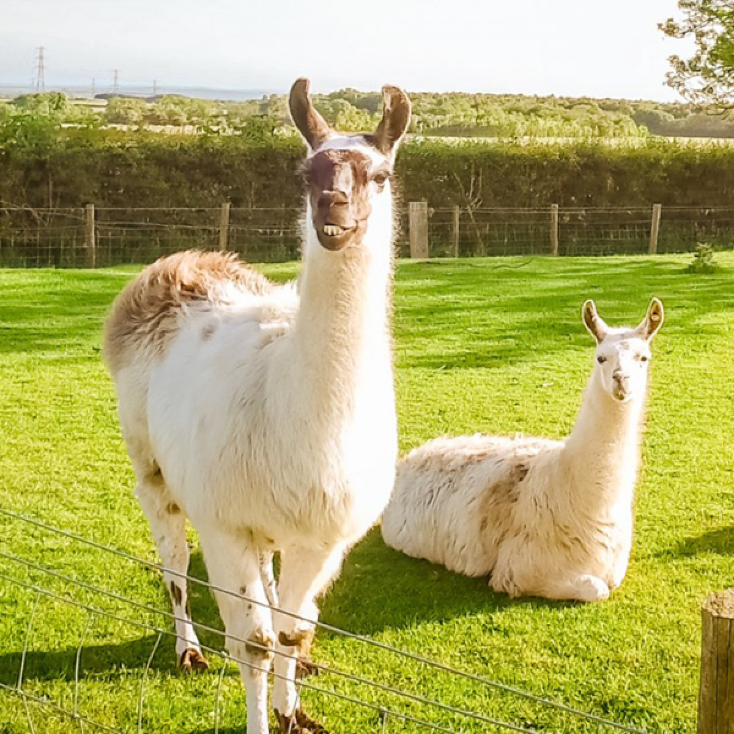 Alpacas at Whitehouse Farm Centre