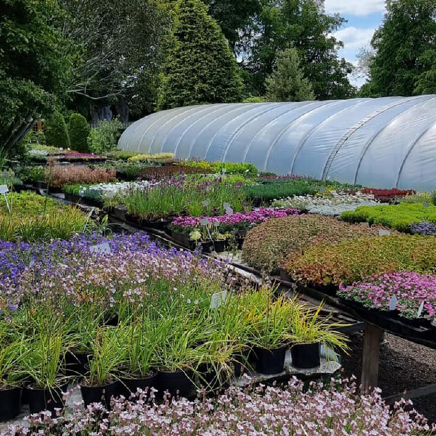 plants and polytonal Stanton Hall Gardens & Nursery