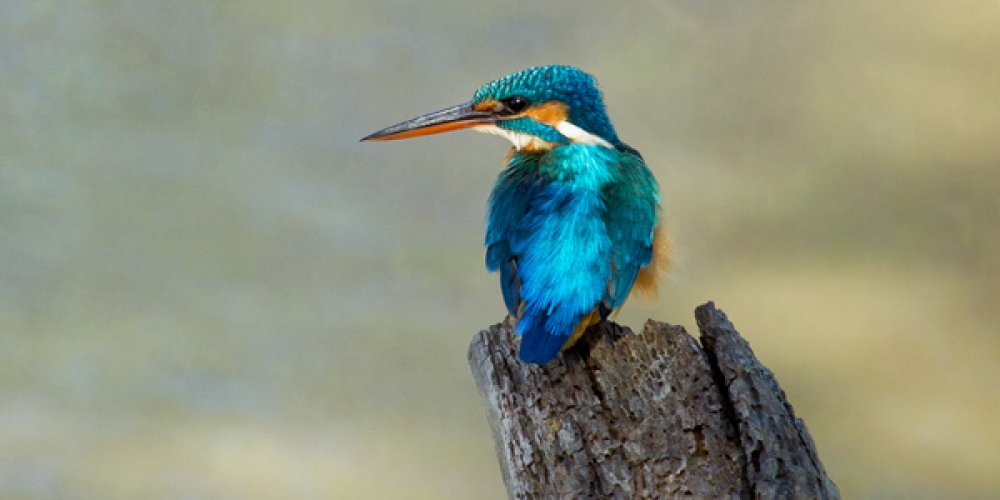 Kingfisher sitting on a broken piece of wood