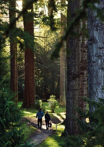 Walk under the canopy of towering trees in the Pinetum